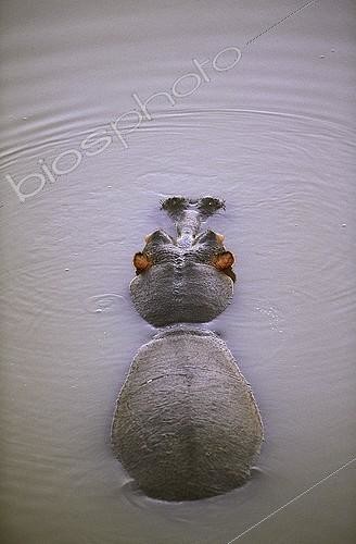 Biosphoto | 1402826 | Hippo in water Kruger South Africa  | &copy; Michel Bureau / Biosphoto