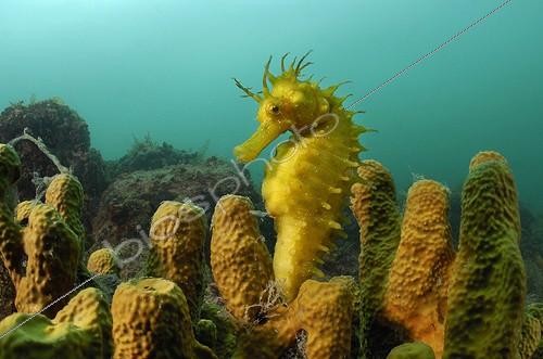 Biosphoto | 1467199 | Hippocampe moucheté (Hippocampus guttulatus) parmi des éponges, mer Adriatique, Piran, Slovénie | &copy; Borut Furlan / WaterFrame / Biosphoto
