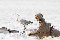 Biosphoto | 1807173 | Hippopotame baillant près d'un Héron cendré PN Kruger | &copy; Jean-Jacques Alcalay / Biosphoto
