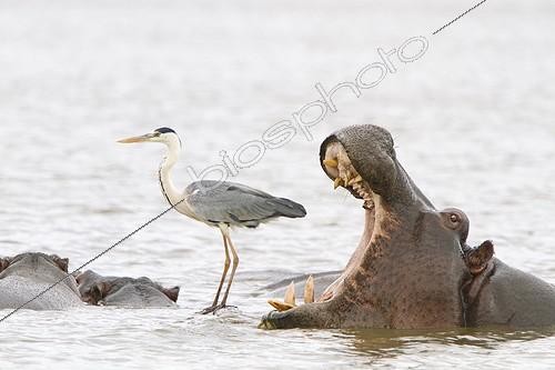 Biosphoto | 1807173 | Hippopotame baillant près d'un Héron cendré PN Kruger | &copy; Jean-Jacques Alcalay / Biosphoto