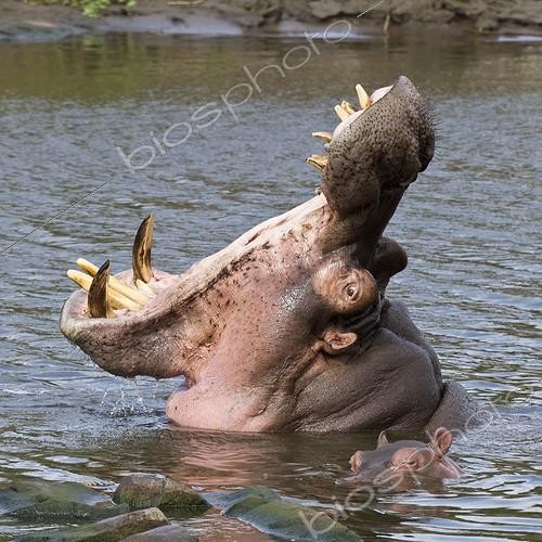 Biosphoto | 1898264 | Hippopotame (Hippopotamus amphibius) femelle menaçant, gueule grande ouverte, Kruger, Afrique du Sud. Elle protège son petit d'un mâle trop entreprenant. | &copy; Jean-Jacques Alcalay / Biosphoto