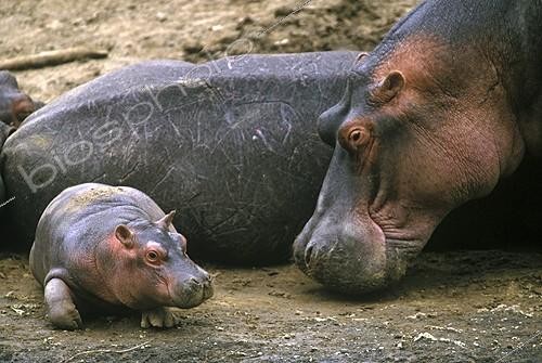Biosphoto | 3705 |  Hippopotames Femelle et jeune Kenya | &copy; Jean-Michel Labat / Biosphoto
