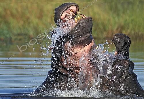 Biosphoto | 751897 | Hippopotamuses males fighting in the water Okavango Botswana | &copy; Michel Bureau / Biosphoto