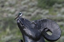 Biosphoto | 1249012 | Hirondelle à face blanche sur une sculpture de Mouflon USA | &copy; Jean-François Noblet / Biosphoto
