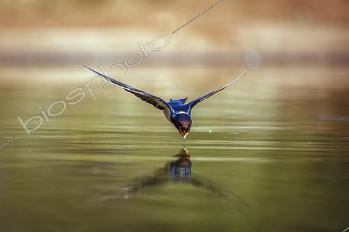 Biosphoto | 2620300 | Hirondelle à longs brins (Hirundo smithii) en vol, vue de face, au-dessus de l'eau pour boire dans le parc national de Kruger, Afrique du Sud. | &copy; Patrice Correia / Biosphoto