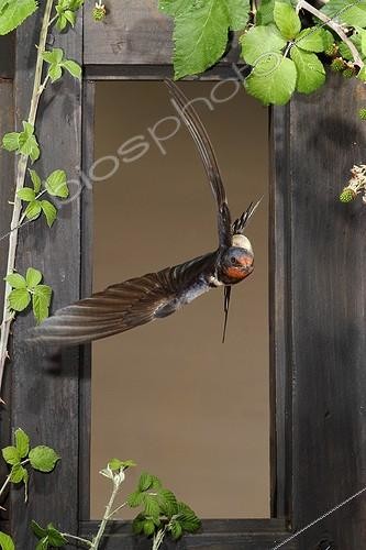 Biosphoto | 2009143 | Hirondelle de cheminée volant à travers une fenêtre -Espagne | &copy; Mario Cea Sanchez / Biosphoto