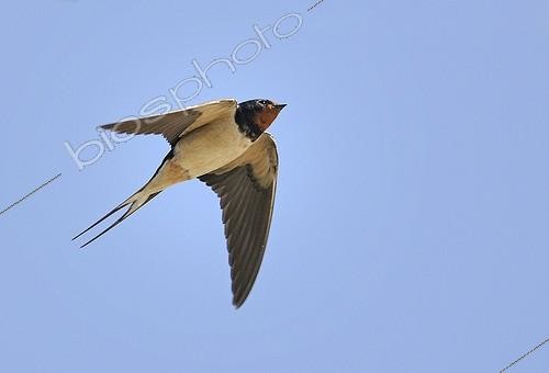 Biosphoto | 2012087 | Hirondelle des cheminée en vol - PNR Vosges du Nord France | &copy; Michel Rauch / Biosphoto