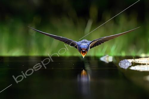 Biosphoto | 2601634 | Hirondelle rustique (Hirundo rustica), prête à boire en vol, Hongrie | &copy; Régis Cavignaux / Biosphoto