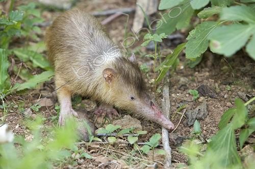 Biosphoto | 753586 | Hispaniolan Solenodon (Solenodon paradoxus) in Dominican Republic | &copy; Gregory Guida / Biosphoto