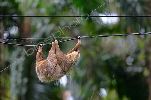 Biosphoto | 2519351 | Hoffmann's two-toed sloth (Choloepus hoffmanni) hanging a wire, Costa Rica | &copy; Cédric Join / Biosphoto