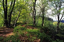 Biosphoto | 2403532 | Holderkop forest, ONF reserve, Northern Vosges Regional Nature Park, Alsace, France | &copy; Michel Rauch / Biosphoto