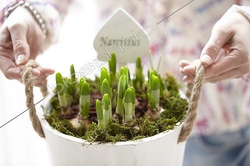 Biosphoto | 2053988 | Holding daffodils, | &copy; Visions Pictures / Biosphoto