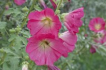 Biosphoto | 1249698 | Hollyhock in bloom in a garden | &copy; Frédéric Didillon / Biosphoto