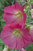 Biosphoto | 1249699 | Hollyhock in bloom in a garden | &copy; Frédéric Didillon / Biosphoto