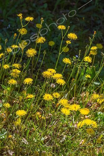 Biosphoto | 2084212 | Holy Land Hawksbeard (Crepis sancta) blooming in a garden in april, Provence, France | &copy; Philippe Giraud / Biosgarden / Biosphoto