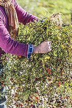 Biosphoto | 2435545 | Homme arrachant des tomates-cerises en automne. | &copy; Jean-Michel Groult / Biosphoto