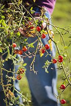 Biosphoto | 2435546 | Homme arrachant des tomates-cerises en automne. | &copy; Jean-Michel Groult / Biosphoto