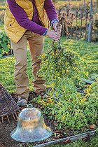 Biosphoto | 2435523 | Homme arrachant des tomates vertes en automne : elle mûriront sous abri et donneront une récolte tardive, dite 