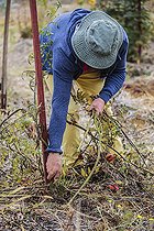 Biosphoto | 2458858 | Homme arrachant un plant de tomates en fin de saison. | &copy; Jean-Michel Groult / Biosphoto