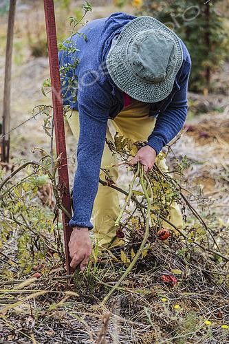 Biosphoto | 2458858 | Homme arrachant un plant de tomates en fin de saison. | &copy; Jean-Michel Groult / Biosphoto