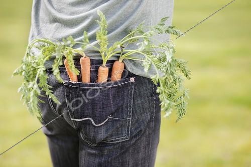 Biosphoto | 1757845 | Homme avec des carottes dans la poche du pantalon | &copy; Fabrice Lerouge / Photononstop / Biosphoto