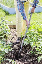 Biosphoto | 2452266 | Homme buttant un rang de pomme de terre, au printemps. | &copy; Jean-Michel Groult / Biosphoto