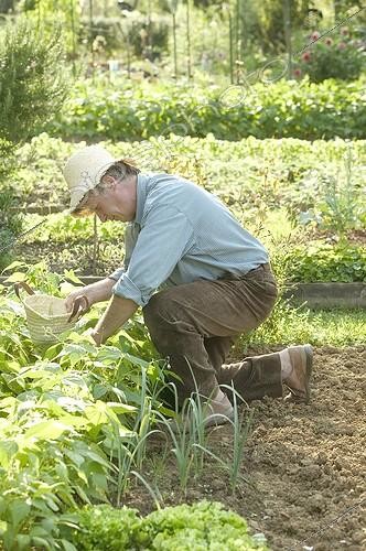 Biosphoto | 99093 | Homme cueillant des haricots au jardin potager France | &copy; J.-M. Labat & F. Rouquette / Biosphoto