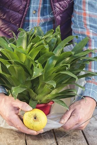 Biosphoto | 2489510 | Homme enfermant une pomme avec une broméliacée : astuce pour la faire fleurir. | &copy; Jean-Michel Groult / Biosphoto