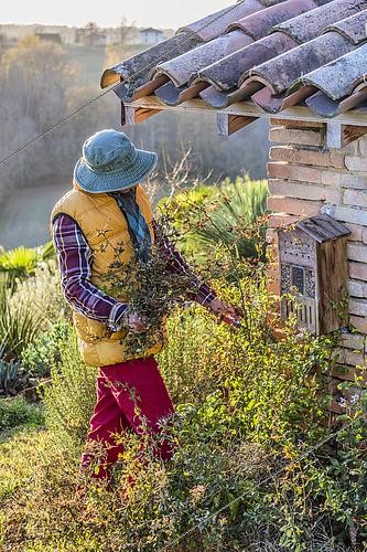 Biosphoto | 2440542 | Homme nettoyant un massif après les premières gelées : les tiges gelées sont retirées mais pas coupées à ras. | &copy; Jean-Michel Groult / Biosphoto