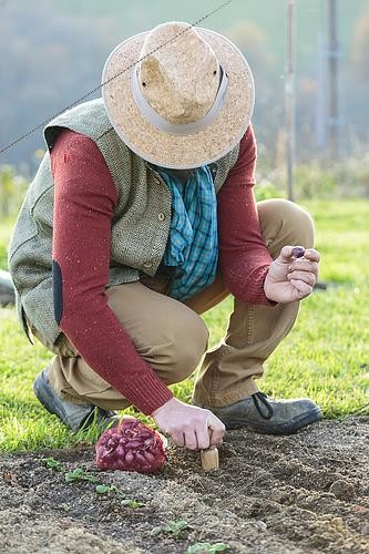 Biosphoto | 2460150 | Homme plantant des oignons 'Rouge de Brunswick' en hiver. | &copy; Jean-Michel Groult / Biosphoto