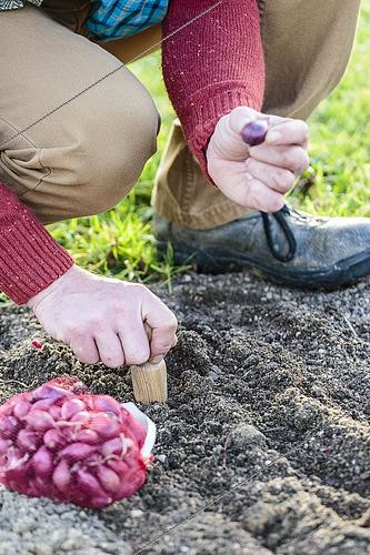 Biosphoto | 2460151 | Homme plantant des oignons 'Rouge de Brunswick' en hiver. | &copy; Jean-Michel Groult / Biosphoto