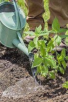 Biosphoto | 2459626 | Homme plantant des topinambours au printemps. Arrosage. | &copy; Jean-Michel Groult / Biosphoto