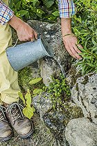 Biosphoto | 2452367 | Homme plantant une vivace dans un mur en pierre, en pas à pas. | &copy; Jean-Michel Groult / Biosphoto