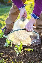 Biosphoto | 2441413 | Homme protégeant un plant de scarole sous une cloche. | &copy; Jean-Michel Groult / Biosphoto