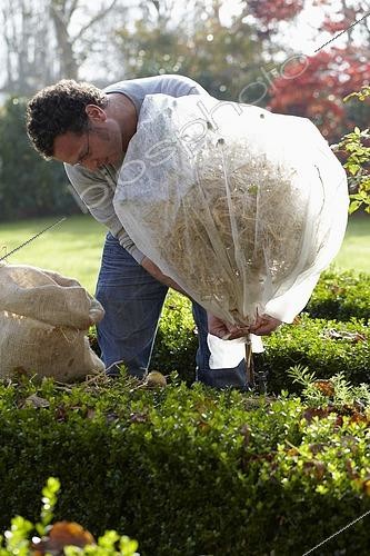 Biosphoto | 2486283 | Homme protégeant un rosier contre le froid de l'hiver - Maintenir la paille avec un voile d'hivernage | &copy; VisionsPictures & Photography / Visions Pictures / Biosphoto