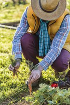Biosphoto | 2460155 | Homme récoltant de jeunes carottes en primeur | &copy; Jean-Michel Groult / Biosphoto