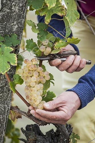 Biosphoto | 2458852 | Homme récoltant du Chasselas de Moissac, en octobre. | &copy; Jean-Michel Groult / Biosphoto
