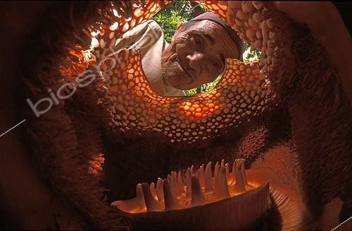 Biosphoto | 1172267 | Homme regarant dans une Rafflésie en Asie ; C'est la plus grande fleur au monde | &copy; Alain Compost  / Biosphoto
