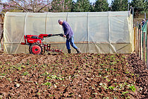Biosphoto | 2609775 | Homme retraité passant le motoculteur avant de mettre des plants de pommes de terre aux jardins familiaux, Allonnes, Sarthe, Pays de la Loire, France | &copy; Michel Gile / Biosphoto