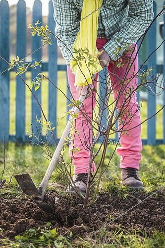 Biosphoto | 2491371 | Homme sarclant le pied d'un rosier pour tenir la terre propre et effectuer des amendements. A l'ancienne, le nettoyage du pied des rosiers se fait en automne-hiver. | &copy; Jean-Michel Groult / Biosphoto