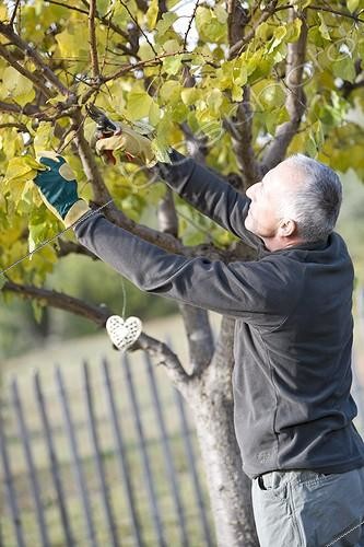Biosphoto | 549280 | Homme taillant un Abricotier dans un jardin en automne | &copy; Philippe Giraud / Biosphoto