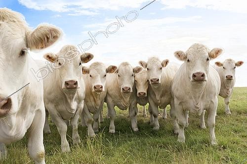Biosphoto | 2579756 | Homogeneous group of Charolais heifers on pasture, suckler cow farm, France | &copy; Claudius Thiriet / Biosphoto