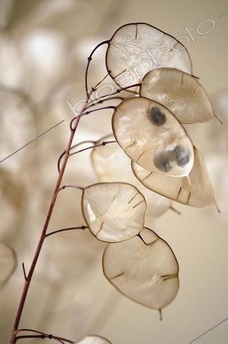 Biosphoto | 1778403 | Honesty ; Lunaria annua, Honesty, Brown subject. | &copy; Maria Mosolova / Flowerphotos / Biosphoto