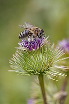 Biosphoto | 2574456 | Honey Bee (Apis mellifera) foraging on Great Burdock (Arctium lappa) flower, Savoie, France | &copy; Marie Aymerez / Biosphoto