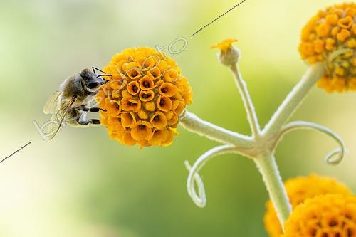 Biosphoto | 2602763 | Honey bee (Apis mellifera) foraging on Orange ball tree (Buddleja globosa) flower, Alpes-de-Haute-Provence, France | &copy; Marie Aymerez / Biosphoto