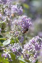 Biosphoto | 2608242 | Honey bee (Apis mellifera) foraging on Pale butterfly bush (Buddleja officinalis) flowers, Alpes-Maritimes, France | &copy; Marie Aymerez / Biosphoto