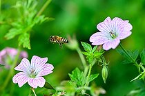 Biosphoto | 2584759 | Honey bee (Apis mellifera) in flight on garden geranium flower (Pelargonium sp), Jean-Marie Pelt Botanical Garden, Nancy, Lorraine, France | &copy; Stéphane Vitzthum / Biosphoto