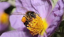 Biosphoto | 2051183 | Honey Bee (Apis mellifera) on Cistus, 2015 May 23, Northern Vosges Regional Nature Park, France, ranked World Biosphere Reserve by UNESCO, France | &copy; Michel Rauch / Biosphoto
