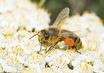 Biosphoto | 2411919 | Honey bee (Apis mellifera) on Milfoil (Achillea millefolium), Regional Natural Park of Northern Vosges, France | &copy; Michel Rauch / Biosphoto