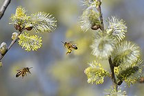 Biosphoto | 2492841 | Honey bee (Apis mellifera) on willow (Salix caprae), Vosges du Nord Regional Nature Park, France | &copy; Michel Rauch / Biosphoto